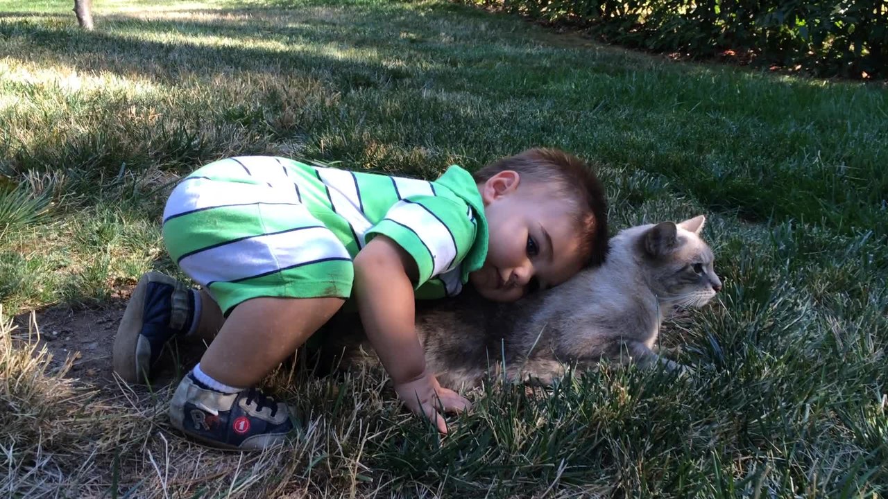 Patient cat endures toddler's affection