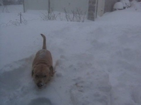 Dog plays fetch in deep snow