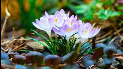 MAGIC  SPRING - MAGIA PRIMĂVERII - The Lonely Shepherd - Einsamer Hirte - panflute - Petruța Küpper