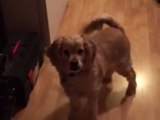 Dog loses his mind over carrot