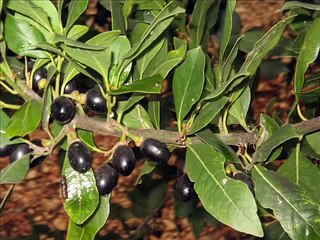 Fabrication du savon traditionnel à l'huile d'olive