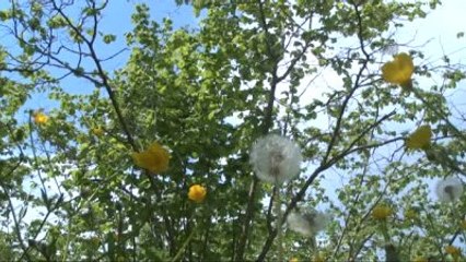 Fındık Bahçelerinde "Virüs" Tehdidi