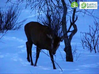 Red deer. Cervus elaphus. Staltbriedis