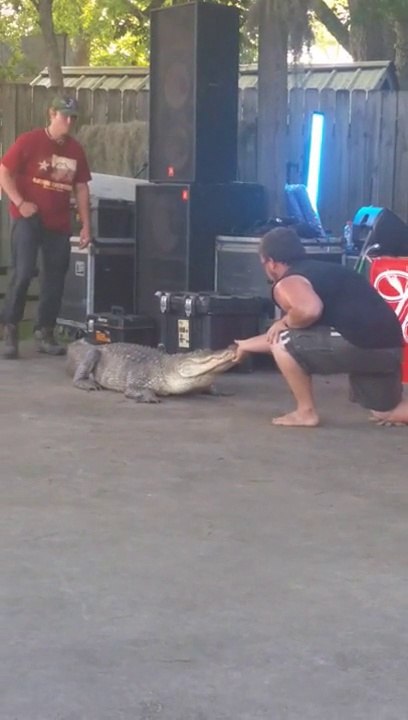 A man is bitten by an alligator