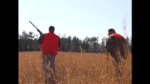 Quail Hunt at White Farm Hunting Preserve