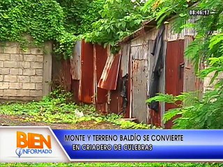 Bien Informado - Gato salvó a moradores de una culebra