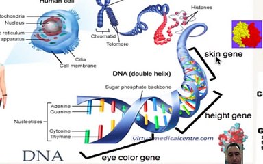 law of independent assortment and segregation
