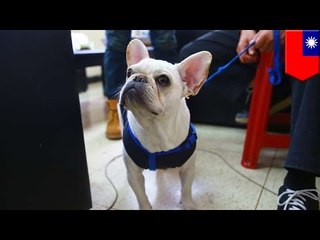 「売った犬返せ！」ペットショップ脅迫した飼い主