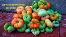 How to pollinate tomatoes by hand & get Huge Tomato Yields