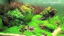Aquascaping - The Art of the Planted Aquarium 2012 XL compilation