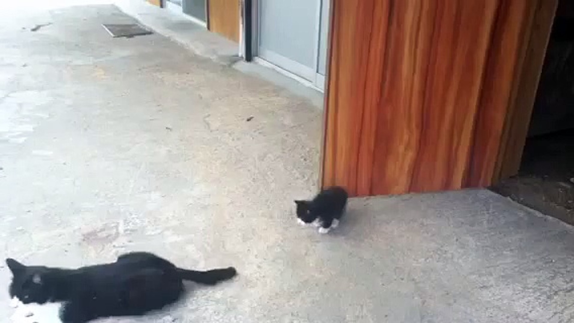 子猫と遊ぶ