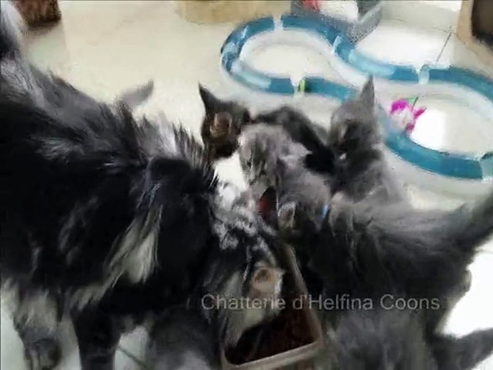 Chatons maine Coons Helfina Coons