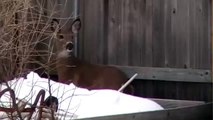 Deer jumps 6 foot  fence... barely