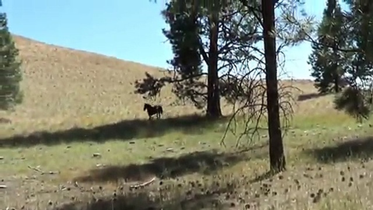 Wild Horse Island Wildlife   Flathead Lake   Wild Horses