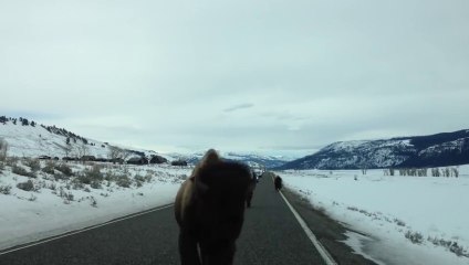 World Best Funny Amazing Animals show comedy