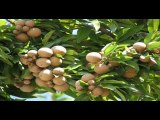 Chikoo/ Sapodilla production technology by Dr.Ashraf Sahibzada