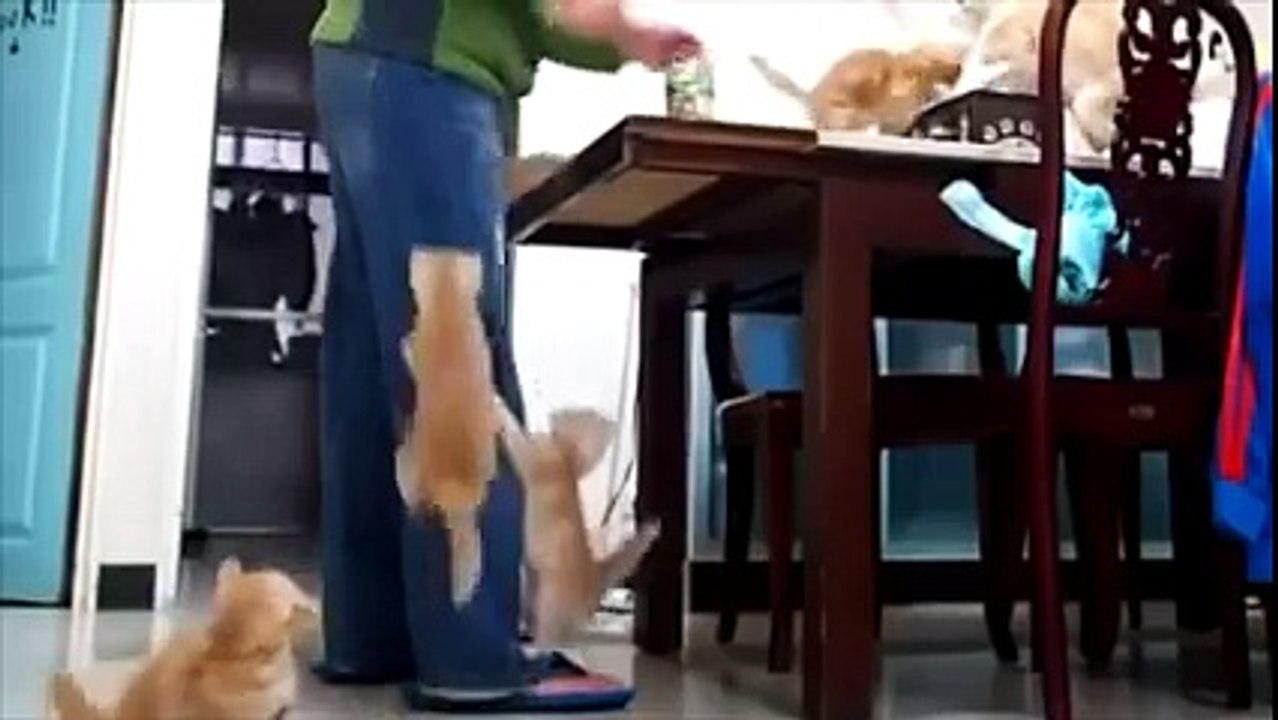 cats tricks