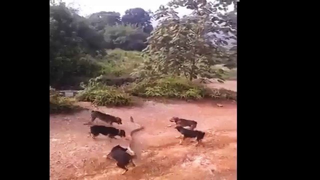 dogs are eating a big snake in a village