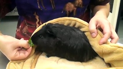 Guinea pig getting rehab for head tilt familyvet.MPG