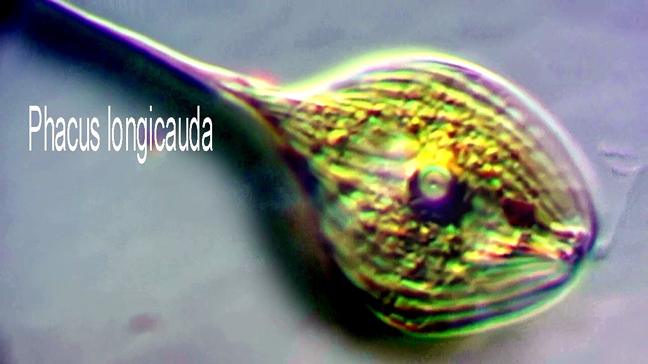Phacus longicauda
