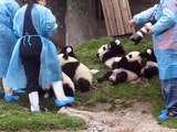 Baby Pandas, bottle feeding