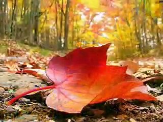 Supe que me amabas Marcela Gandara