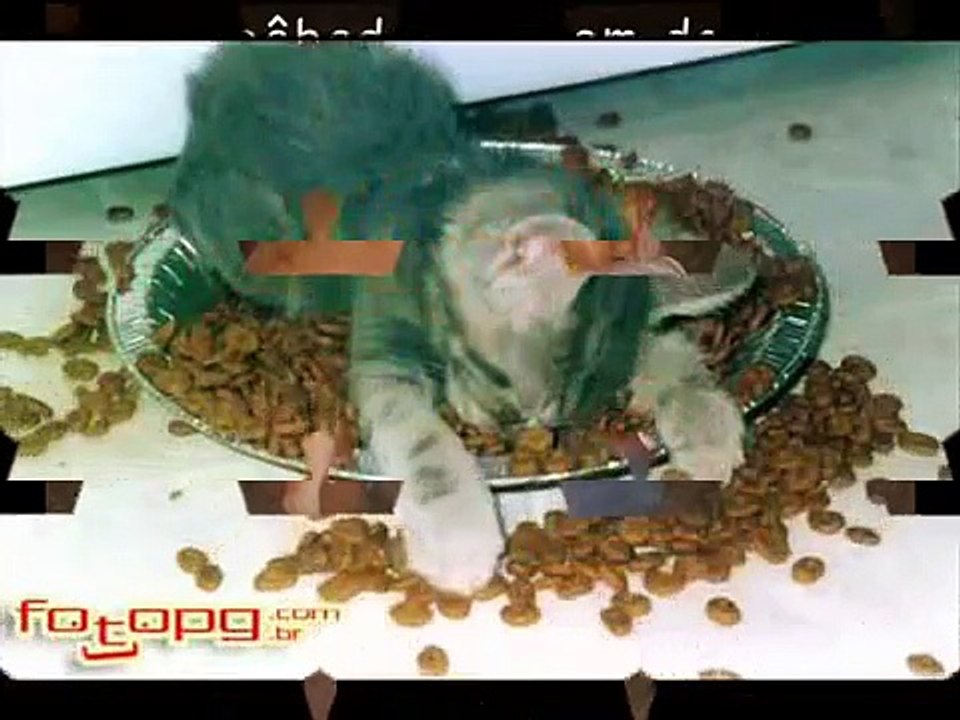 Animais Engraçados