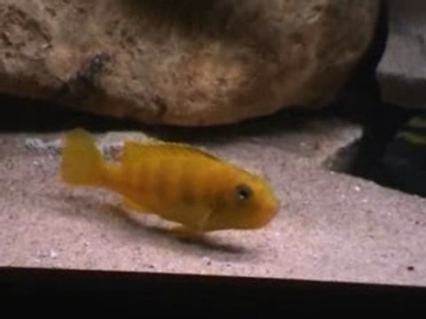 Repro pseudotropheus saulosi