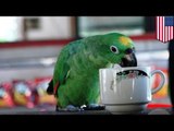 Papuga popijająca kawę powoduje wypadek samochodowy