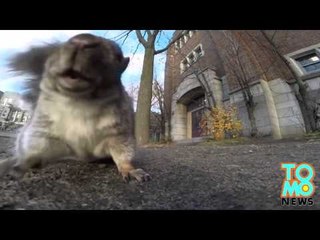 Wiewiórka kradnie kamerę GoPro i wskakuje z nią na drzewo.