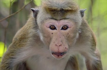 Au Royaume des Singes - Extrait (2) VO