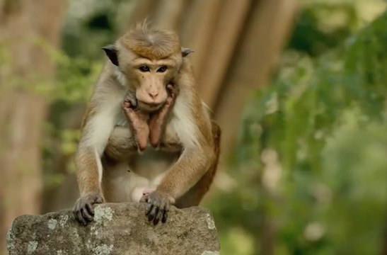 Bande-annonce : Au Royaume des Singes - VO