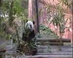 Panda @ Chengdu Sichuan China