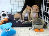Jones Chihuahuas CKC Reg'd Chihuahua Breeder, Short Coat Puppy Play Time
