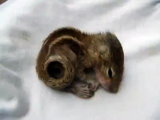 Baby Squirrel - Back Scratch