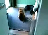 funny compilation of Dogs Wiping their Bums