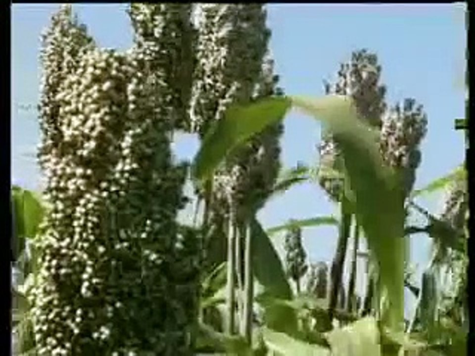 لماذا الإستثمار في السودان