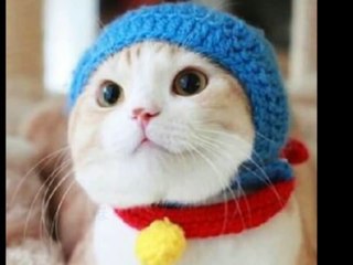 twitter（ツイッター）で人気の猫動画