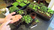 Three Minute Garden Tips: Growing Sage Indoors from Seeds to Transplants: The Rusted Garden 2013