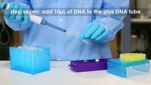 Transformation of E. coli with Plasmid DNA - Edvotek Video Tutorial
