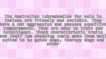 Breeders Of Australian Labradoodles For Sale In Indiana