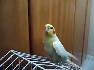 Calopsita FALA e CANTA - só vendo para acreditar !