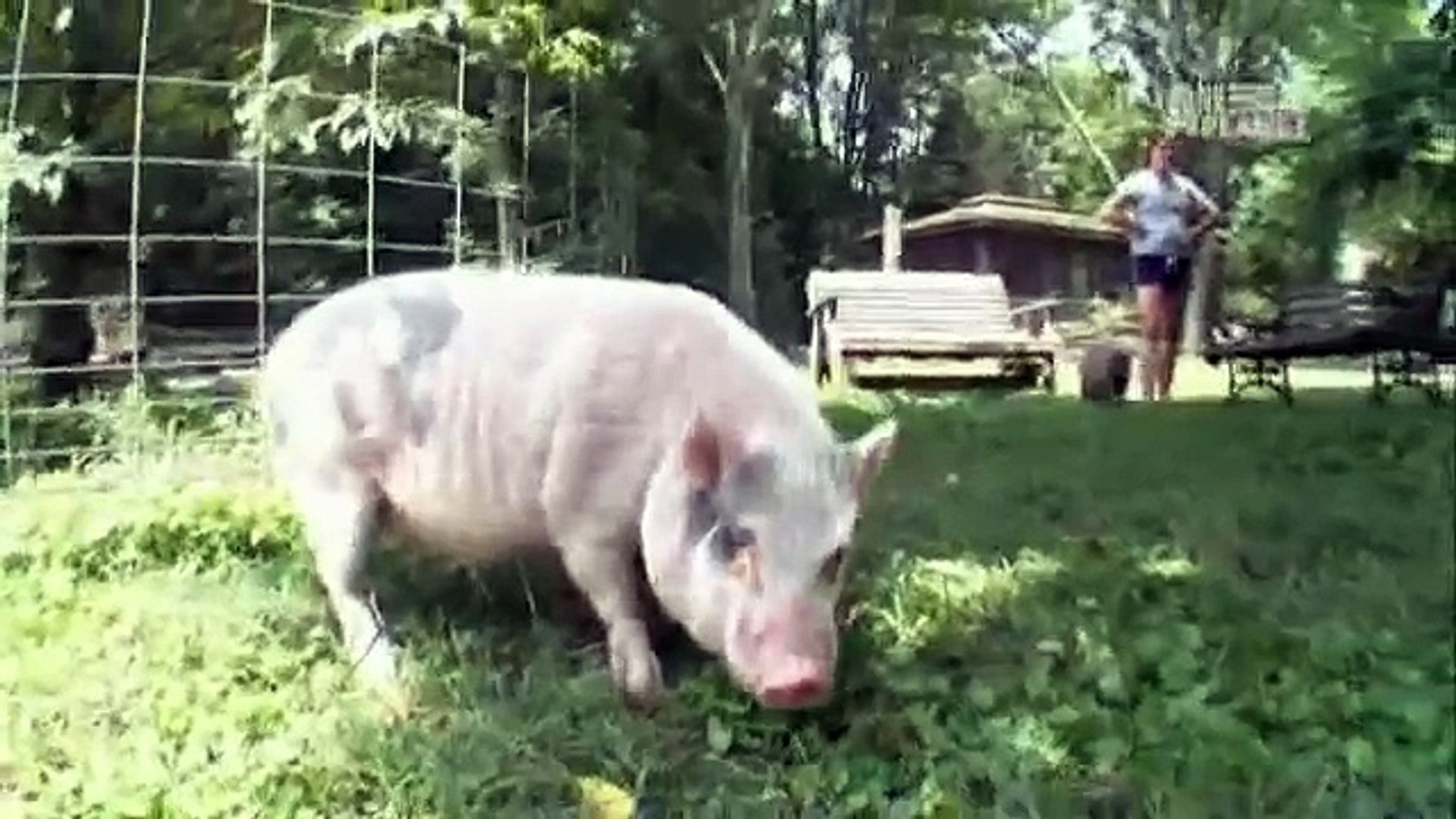 ⁣Pets 101- Pet Pigs