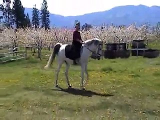 An Arabian horse performing dressage to music