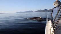 Close Encounter with a Humpback Whale