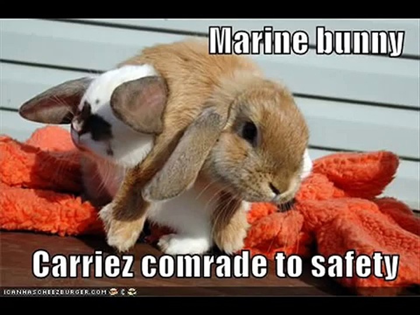 LOL Rabbits