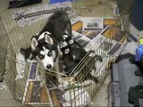 Huskies Puppies