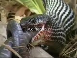 Yılan yiyen yılan