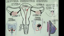 #5 - Aprenda anatomia humana desenhando / Learn human anatomy by drawing: Reprodutor / Reproductive