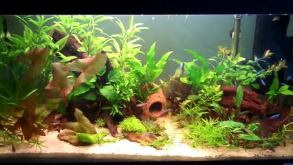 How To Grow Aquatic Plants
